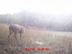 Deer Pics 081.jpg