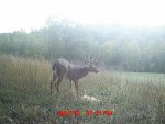 Deer Pics 082.jpg