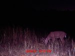 Deer Pics 092.jpg