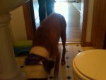 IMG00217-20101013-1609 Brutus recovery.jpg