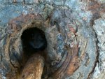 IMG00230-20101016-1147 mouse in a tree.jpg