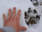 cattracks1.jpg