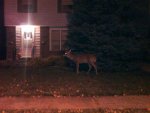 Suburban8.jpg