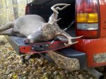 tim's deer.jpg