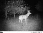 Deer Pics 146.jpg