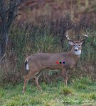 deer.jpg
