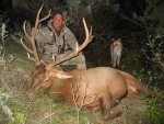Elk-lion.jpg