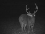 buck4.jpg