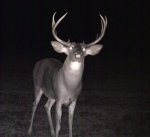 buck1.jpg
