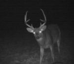 buck2.jpg
