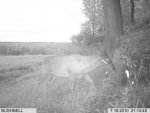 2010 target buck body view0001.jpg