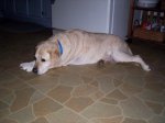 Molly3.jpg