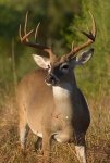 Deer%20photo.jpg