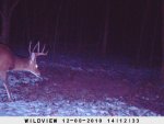 Behind the house December 250.jpg