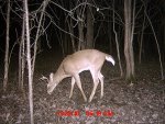 Behind the house December 356.jpg