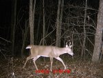 Moultrie 295.jpg