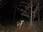 Moultrie 255.jpg