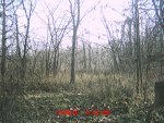 Behind the house December 395.jpg