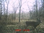 Behind the house December 394.jpg