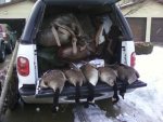 geese_23dec2010.jpg