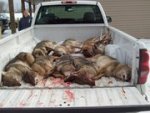 Coyotes.jpg