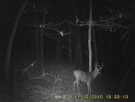 Woods Buck.JPG