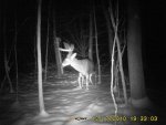 Pines Buck.JPG