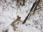 Rabbit 1-15-11.jpg