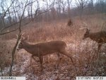 Early January buck duo 20110001.jpg