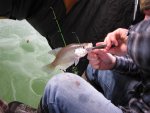 IMG_1737.jpg