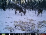 Bucks Behind house 613.jpg