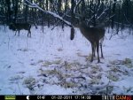Bucks Behind house 611.jpg