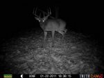 Bucks Behind house 627.jpg