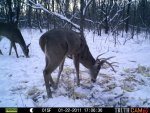 Bucks Behind house 605.jpg
