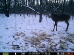 Bucks Behind house 820.jpg