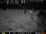 Bucks Behind house 834.jpg