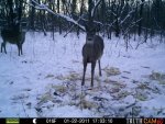 Bucks Behind house 602.jpg