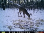 Bucks Behind house 610.jpg