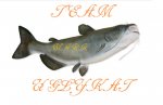 species-catfish-fish.jpg