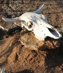 cow_skull.jpg