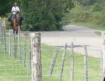 Horse.jpg