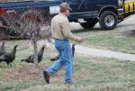 2011 Ohio Wild Turkeys 4.jpg