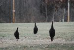 2011 Ohio Wild Turkeys 3.jpg