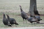 2011 Ohio Wild Turkeys 2.jpg