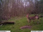 April 27 young buck gathering0001.jpg