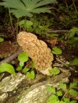 Morel2.jpg
