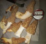 Morel2size.JPG