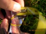 Deer Pics 291.jpg