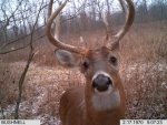 Early January buck closeup 8 20110001.jpg