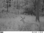 Deer pic 070.jpg